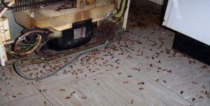 Поморить тараканов в квартире в Саратове, цены