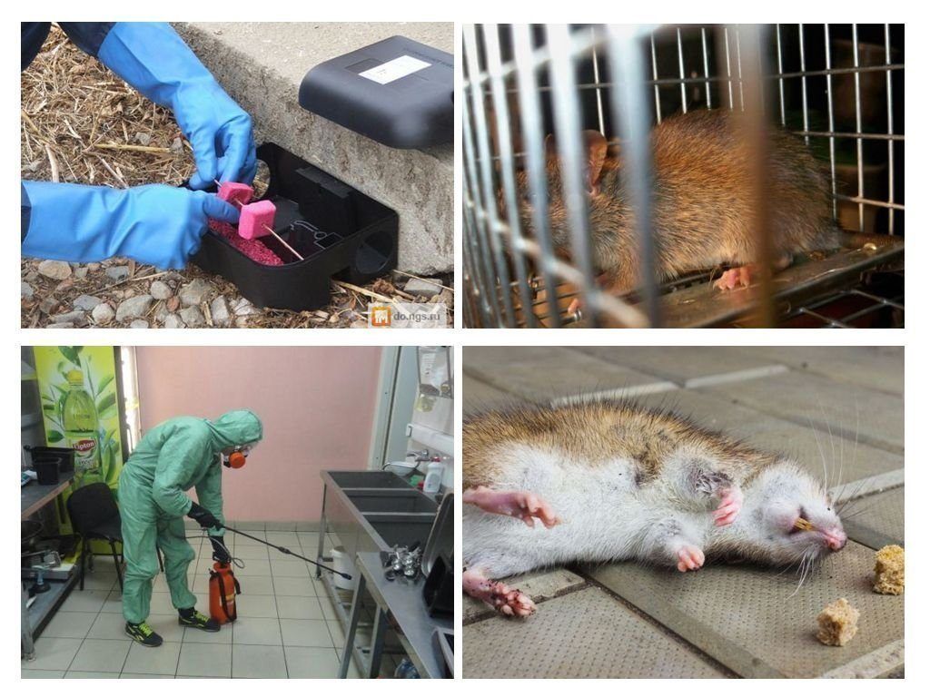 Дератизация от грызунов от крыс и мышей в Саратове