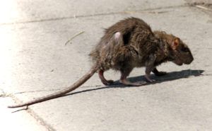 Фирма по уничтожению грызунов, крыс и мышей в Саратове