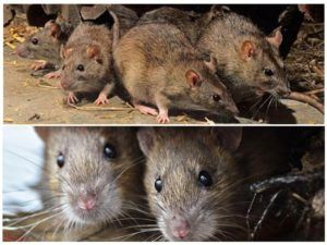 Травить грызунов крыс и мышей в Саратове
