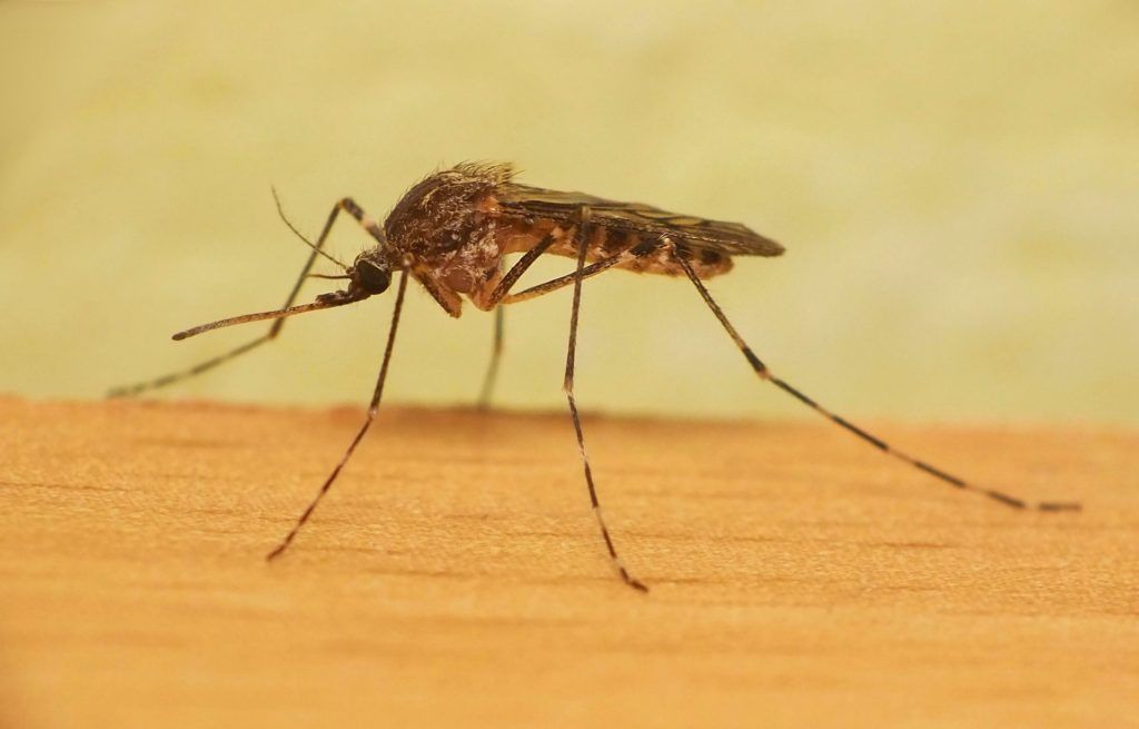 Уничтожение комаров в Саратове