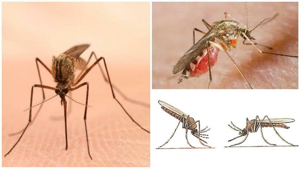 Уничтожение комаров в Саратове