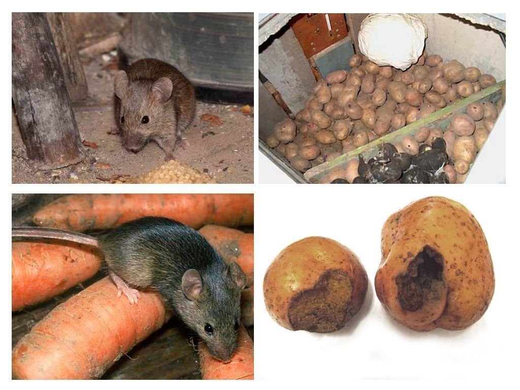 Обработка от грызунов крыс и мышей в Саратове