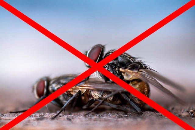 Профессиональное уничтожение мух в Саратове с гарантией