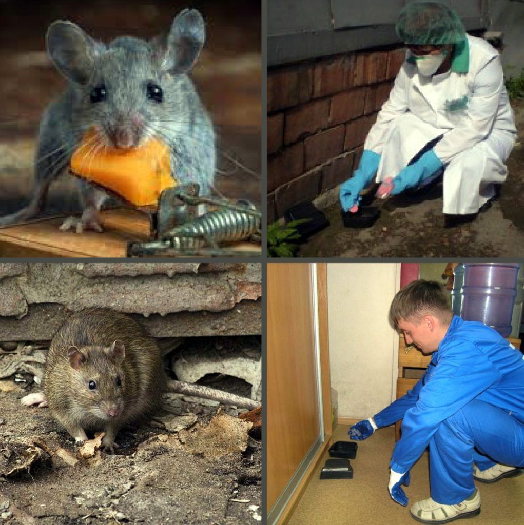 Дезинфекция от грызунов, крыс и мышей в Саратове