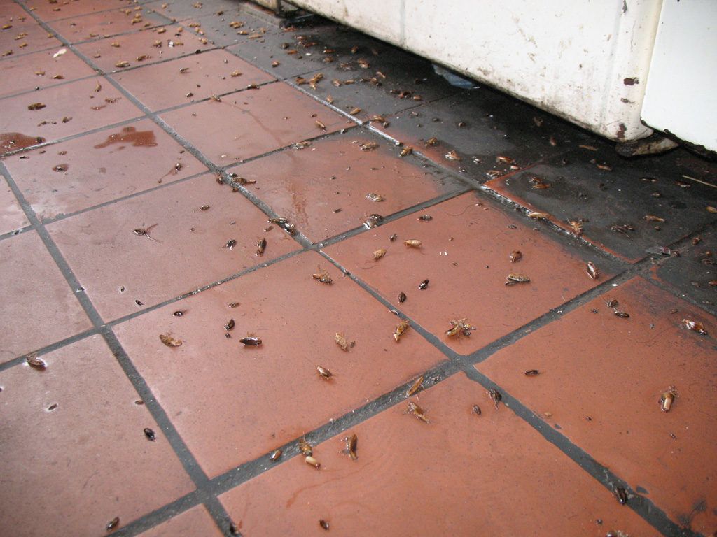 Уничтожение тараканов в квартире в Саратове 