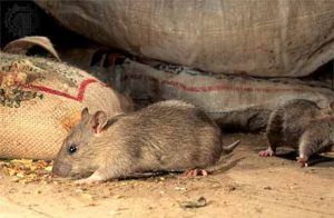 Дератизация от грызунов от крыс и мышей в Саратове