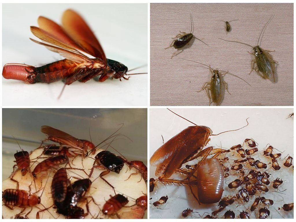Уничтожение тараканов в квартире в Саратове 