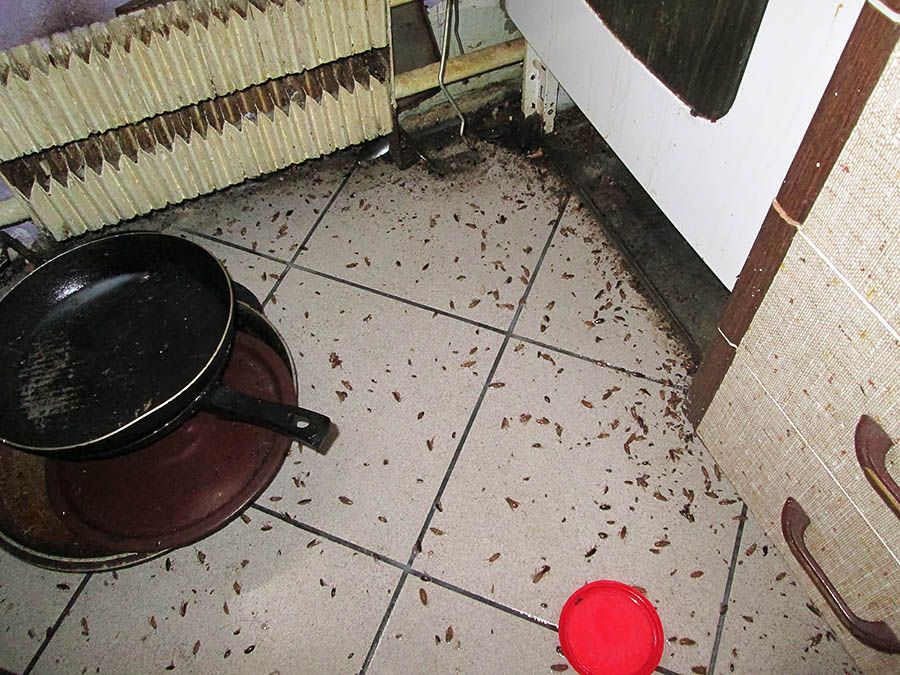 Санэпидемстанция от тараканов в Саратове, вызвать, цены